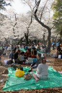 FEATURE - Cherry Blossom