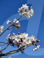 FEATURE - Cherry Blossom