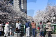 FEATURE - Cherry Blossom
