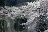FEATURE - Cherry Blossom