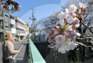 FEATURE - Cherry Blossom