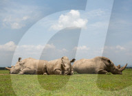 FEATURE - Gedenkfeier für das letzte verstorbene Breitmaulnashorn