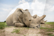 FEATURE - Gedenkfeier für das letzte verstorbene Breitmaulnashorn