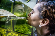 FEATURE - Das Turtle Center beherbergt verschiedene Arten von Schildkröten 