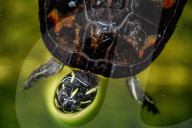 FEATURE - Das Turtle Center beherbergt verschiedene Arten von Schildkröten 