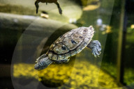 FEATURE - Das Turtle Center beherbergt verschiedene Arten von Schildkröten 