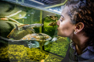 FEATURE - Das Turtle Center beherbergt verschiedene Arten von Schildkröten 
