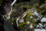 FEATURE - Das Turtle Center beherbergt verschiedene Arten von Schildkröten 