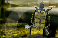 FEATURE - Das Turtle Center beherbergt verschiedene Arten von Schildkröten 