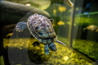 FEATURE - Das Turtle Center beherbergt verschiedene Arten von Schildkröten 