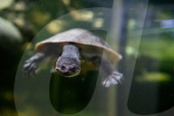 FEATURE - Das Turtle Center beherbergt verschiedene Arten von Schildkröten 