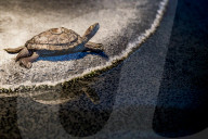 FEATURE - Das Turtle Center beherbergt verschiedene Arten von Schildkröten 