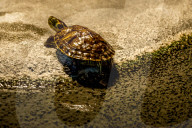 FEATURE - Das Turtle Center beherbergt verschiedene Arten von Schildkröten 