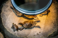 FEATURE - Das Turtle Center beherbergt verschiedene Arten von Schildkröten 