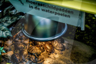 FEATURE - Das Turtle Center beherbergt verschiedene Arten von Schildkröten 