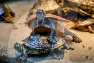 FEATURE - Das Turtle Center beherbergt verschiedene Arten von Schildkröten 