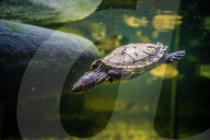 FEATURE - Das Turtle Center beherbergt verschiedene Arten von Schildkröten 