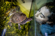 FEATURE - Das Turtle Center beherbergt verschiedene Arten von Schildkröten 