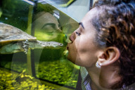 FEATURE - Das Turtle Center beherbergt verschiedene Arten von Schildkröten 