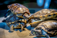 FEATURE - Das Turtle Center beherbergt verschiedene Arten von Schildkröten 
