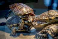 FEATURE - Das Turtle Center beherbergt verschiedene Arten von Schildkröten 