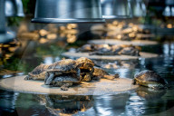 FEATURE - Das Turtle Center beherbergt verschiedene Arten von Schildkröten 