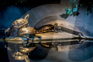 FEATURE - Das Turtle Center beherbergt verschiedene Arten von Schildkröten 