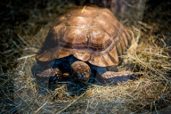 FEATURE - Das Turtle Center beherbergt verschiedene Arten von Schildkröten 