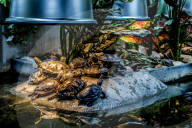 FEATURE - Das Turtle Center beherbergt verschiedene Arten von Schildkröten 