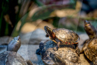 FEATURE - Das Turtle Center beherbergt verschiedene Arten von Schildkröten 