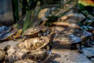 FEATURE - Das Turtle Center beherbergt verschiedene Arten von Schildkröten 