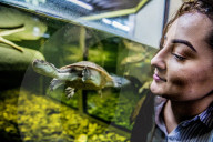 FEATURE - Das Turtle Center beherbergt verschiedene Arten von Schildkröten 