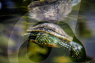 FEATURE - Das Turtle Center beherbergt verschiedene Arten von Schildkröten 