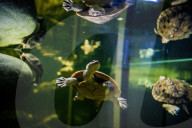 FEATURE - Das Turtle Center beherbergt verschiedene Arten von Schildkröten 
