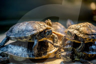 FEATURE - Das Turtle Center beherbergt verschiedene Arten von Schildkröten 