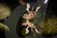 FEATURE - Das Turtle Center beherbergt verschiedene Arten von Schildkröten 