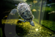 FEATURE - Das Turtle Center beherbergt verschiedene Arten von Schildkröten 