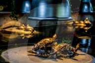 FEATURE - Das Turtle Center beherbergt verschiedene Arten von Schildkröten 