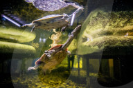 FEATURE - Das Turtle Center beherbergt verschiedene Arten von Schildkröten 