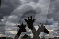 FEATURE - Rothschild Giraffen im Zoo von Madrid