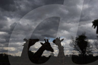 FEATURE - Rothschild Giraffen im Zoo von Madrid