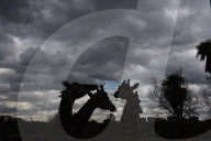 FEATURE - Rothschild Giraffen im Zoo von Madrid