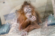 FEATURE - Bunt und herzig: Tiere im Zoo von Neunkirchen