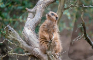 FEATURE - Bunt und herzig: Tiere im Zoo von Neunkirchen