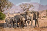 FEATURE - Familie Elefant sucht Schatten