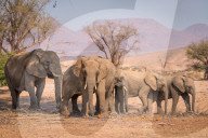 FEATURE - Familie Elefant sucht Schatten
