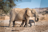 FEATURE - Familie Elefant sucht Schatten