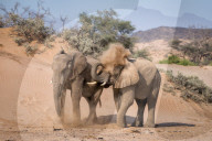 FEATURE - Familie Elefant sucht Schatten
