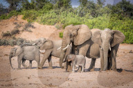 FEATURE - Familie Elefant sucht Schatten