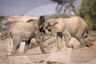 FEATURE - Familie Elefant sucht Schatten